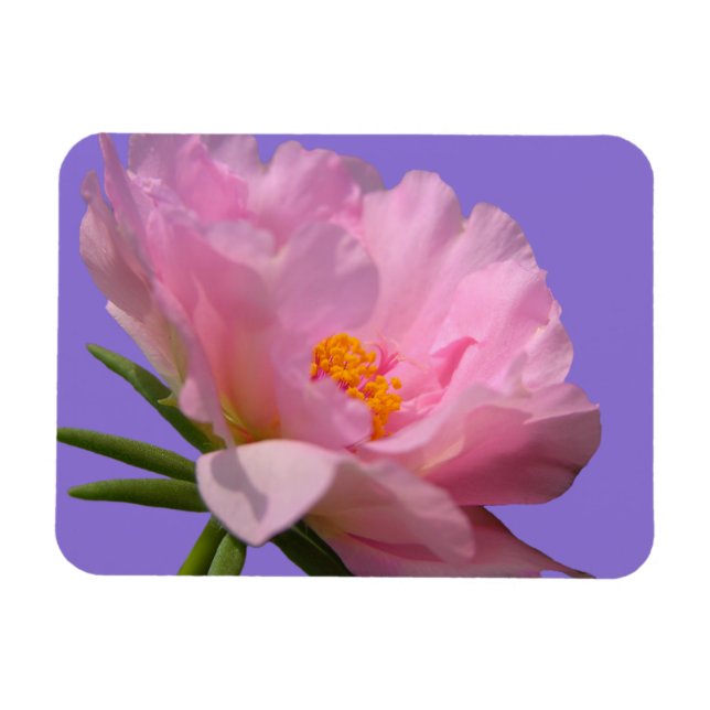 Imán fotográfico de Peony Rosa (Horizontal)