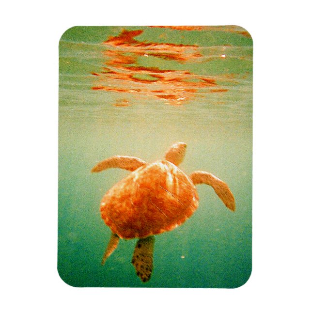 Imán fotográfico de tortuga marina 3"x4" (Vertical)