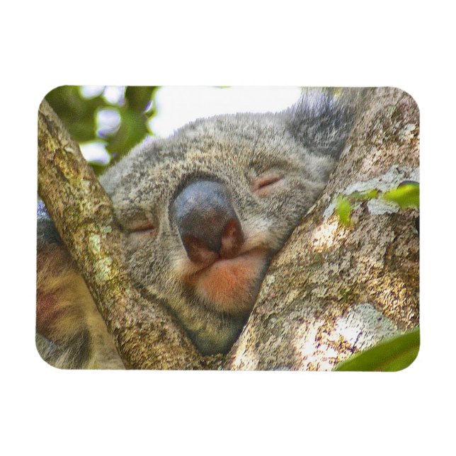Imán fotográfico del oso de Koala (Horizontal)