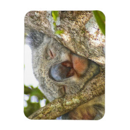 Imán fotográfico del oso de Koala