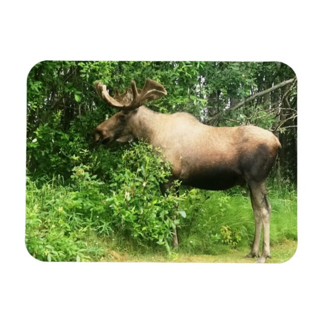 Imán fotográfico flexible Bull Moose de 3" x 4" (Horizontal)
