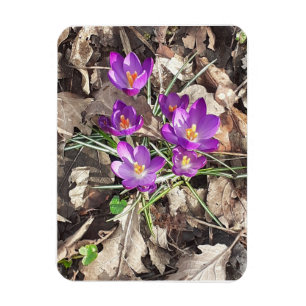 Imán fotográfico flexible Purple Crocus