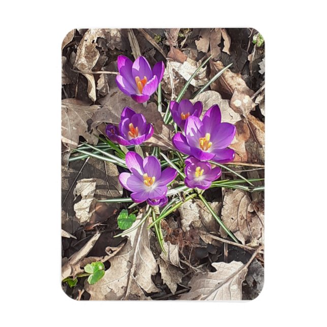 Imán fotográfico flexible Purple Crocus (Vertical)