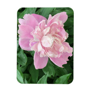 Imán fotográfico Peony