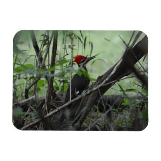 Imán fotográfico Pileed Woodpecker