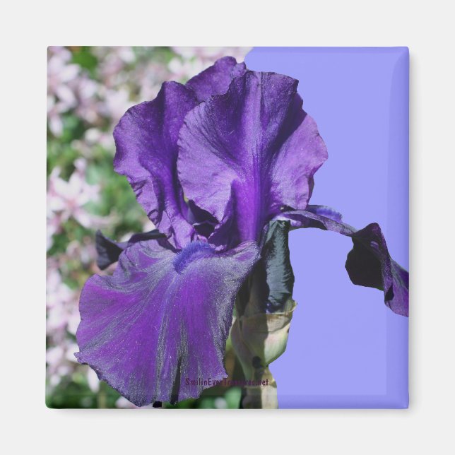 Imán fotográfico Purple Iris (Frente)