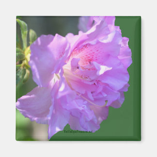 Imán fotográfico rosa Azalea