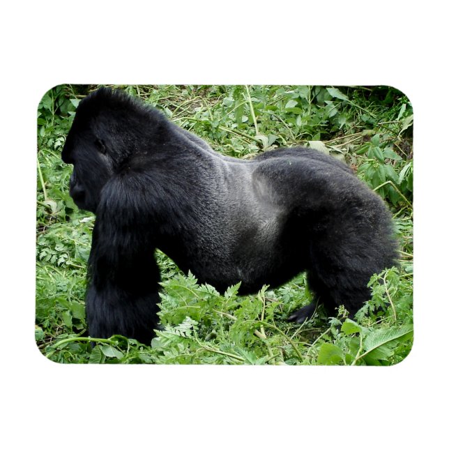 Imán fotográfico Silverback para gorilas (Horizontal)
