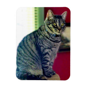 Imán fotográfico Tabby Cat 3"x4"