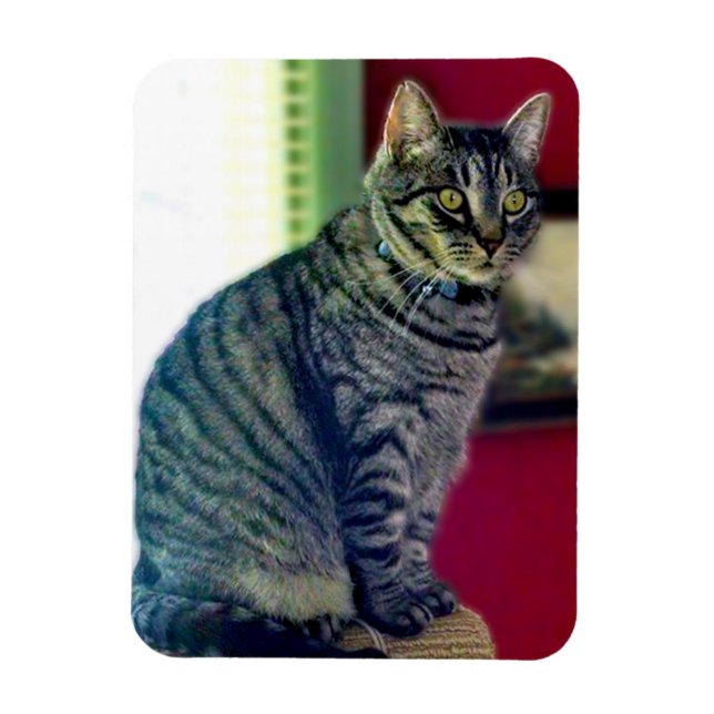 Imán fotográfico Tabby Cat 3"x4" (Vertical)