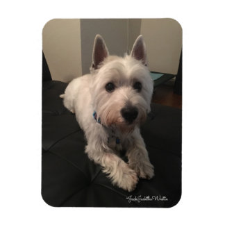 Imán fotográfico Westie 3"x4"