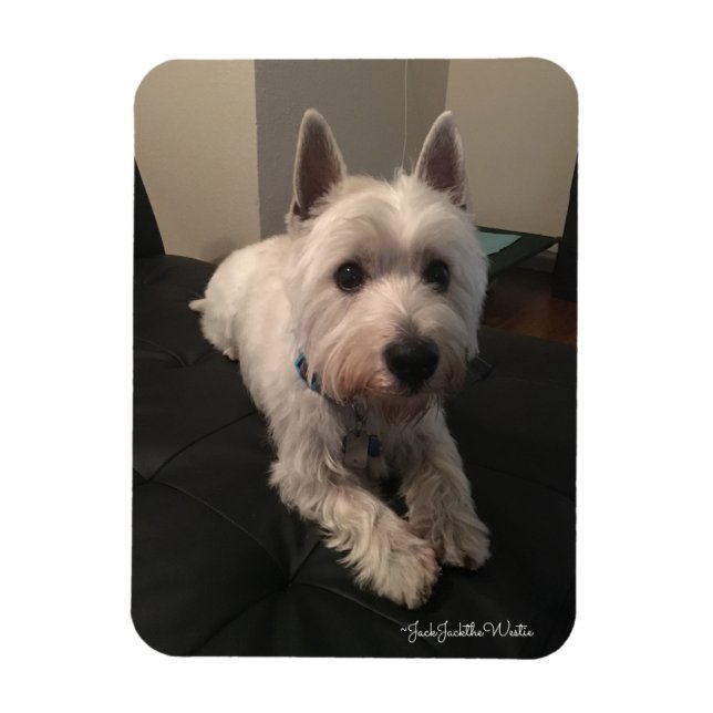 Imán fotográfico Westie 3"x4" (Vertical)