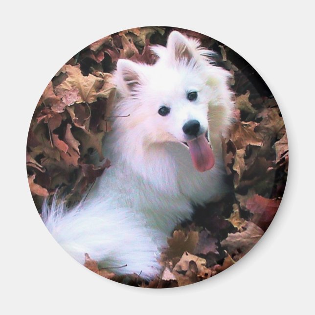 Imán ¡Fotografié A Nuestra Señora De Perros! (Frente)
