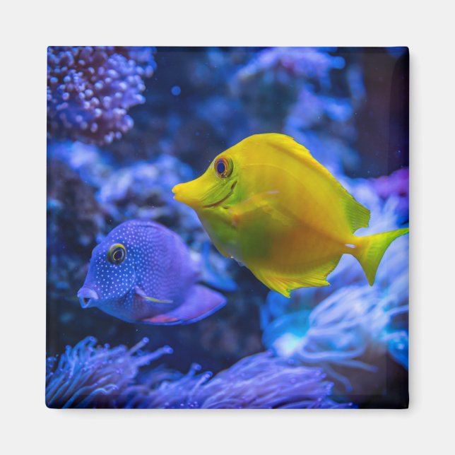 Imán Fotos acuáticas náuticas Fotografía de animales ma (Frente)