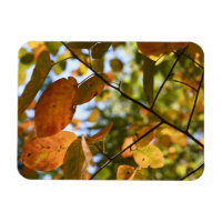 Fotos de la naturaleza otoñal de hojas de otoño