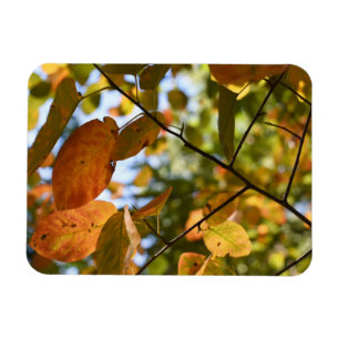 Imán Fotos de la naturaleza otoñal de hojas de otoño