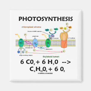 Imán Fotosíntesis (dióxido de carbono + Agua)