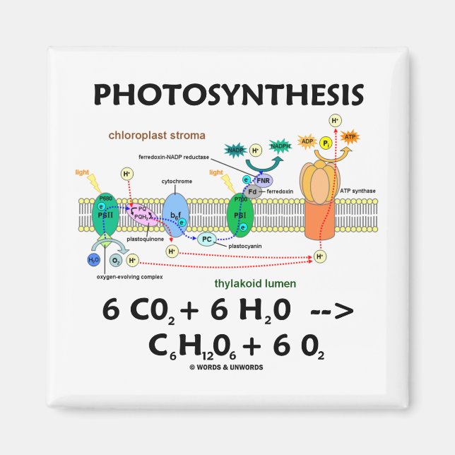 Imán Fotosíntesis (dióxido de carbono + agua) (Frente)