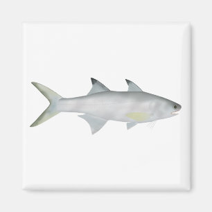 Imán Fourfinger Threadfin