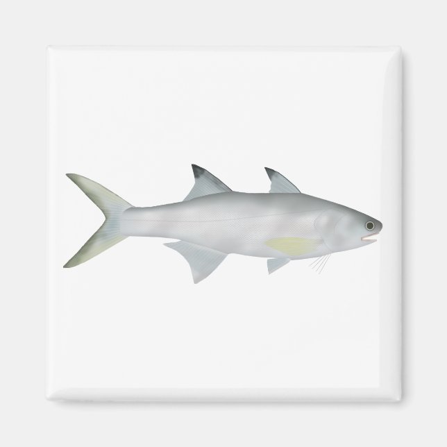 Imán Fourfinger Threadfin (Frente)