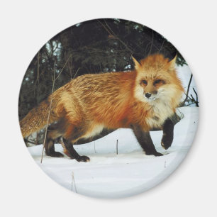 Imán Fox