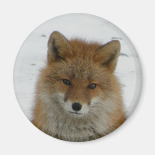 Imán Fox Aleutian