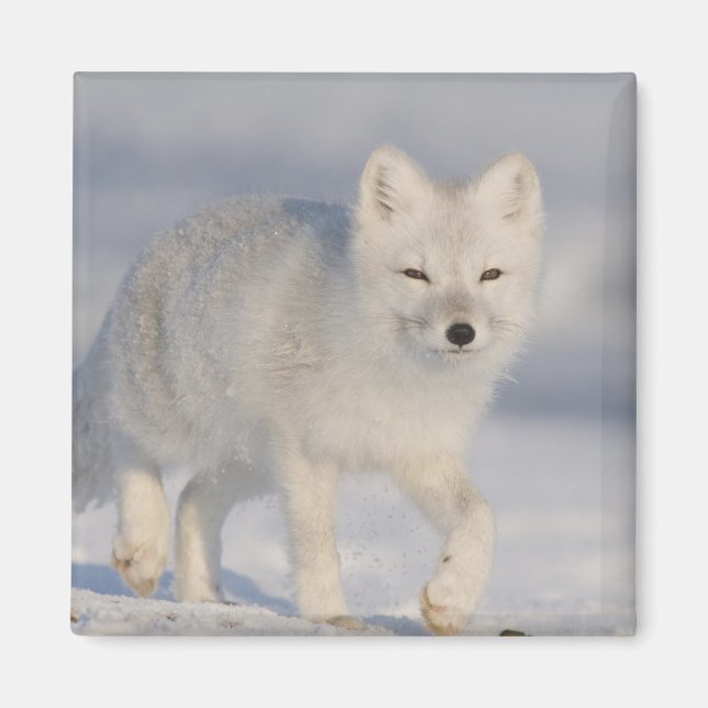 Imán Fox ártica, Alaska (Frente)