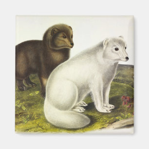 Imán Fox Ártica (Fox blanca, Fox polar, Fox de nieve)
