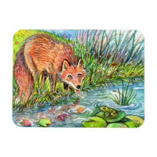 Imán Fox Bebiendo Por El Estanque
