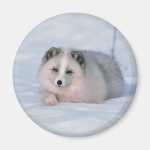 Imán Fox de la nieve