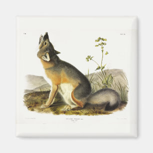 Imán Fox de Swift (Vulpes Velox) de los cuatripedos de 