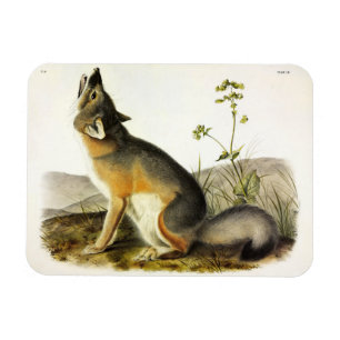Imán Fox de Swift (Vulpes Velox) de los cuatripedos de