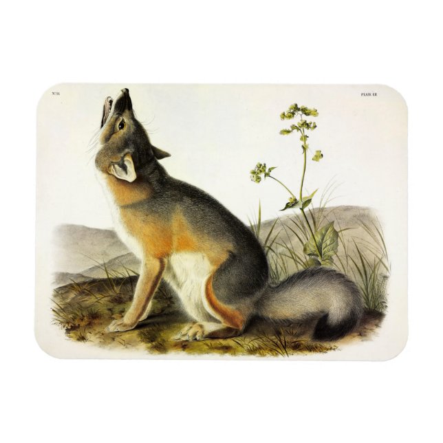 Imán Fox de Swift (Vulpes Velox) de los cuatripedos de  (Horizontal)
