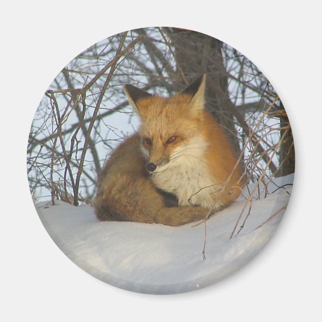 Imán Fox desangrada (Frente)