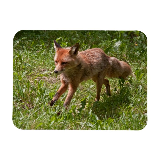 Imán Fox en ejecución (Horizontal)