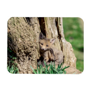 Imán Fox Kit en el Valle de Hudson