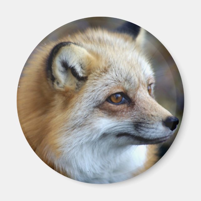 Imán Fox Magnet (Frente)