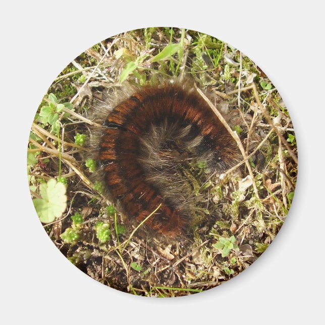 Imán Fox Moth Caterpillar Magnet (Frente)