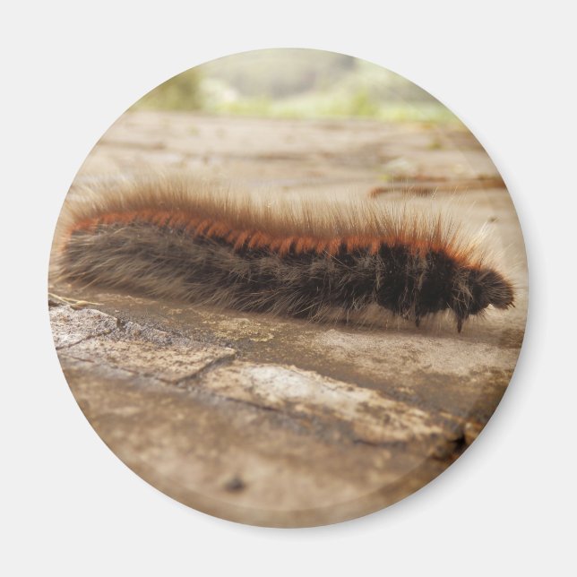Imán Fox Moth Caterpillar Magnet (Frente)