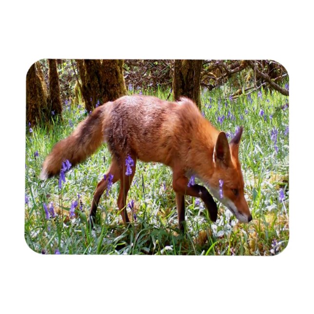 Imán Fox roja en la foto flexible de Bluebells (Horizontal)