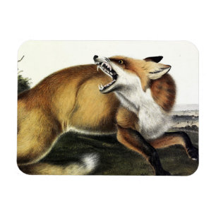 Imán Fox roja estadounidense, Vulpes vulpes fulvus de A