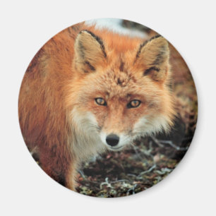 Imán Fox rojo en el cabo Newenham