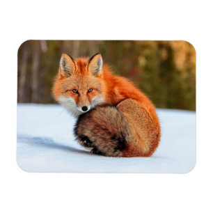 Imán Fox Rojo En Nieve Yukón