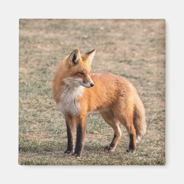 Imán Fox rojo en un campo (Frente)