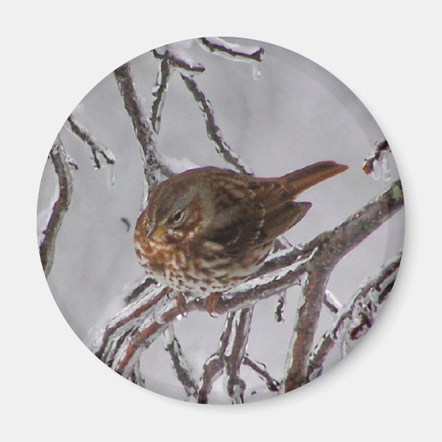 Imán Fox Sparrow (Frente)