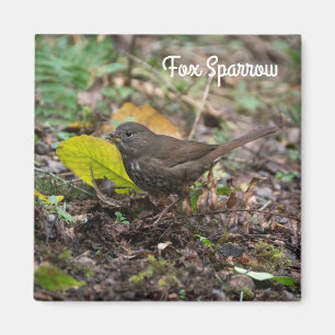Imán Fox Sparrow