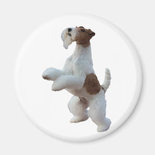 Imán fox terrier del pelo del alambre
