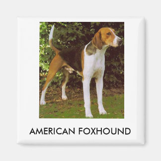 Imán Foxhound Estadounidense