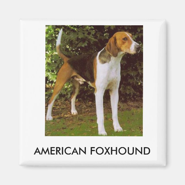 Imán Foxhound Estadounidense (Frente)