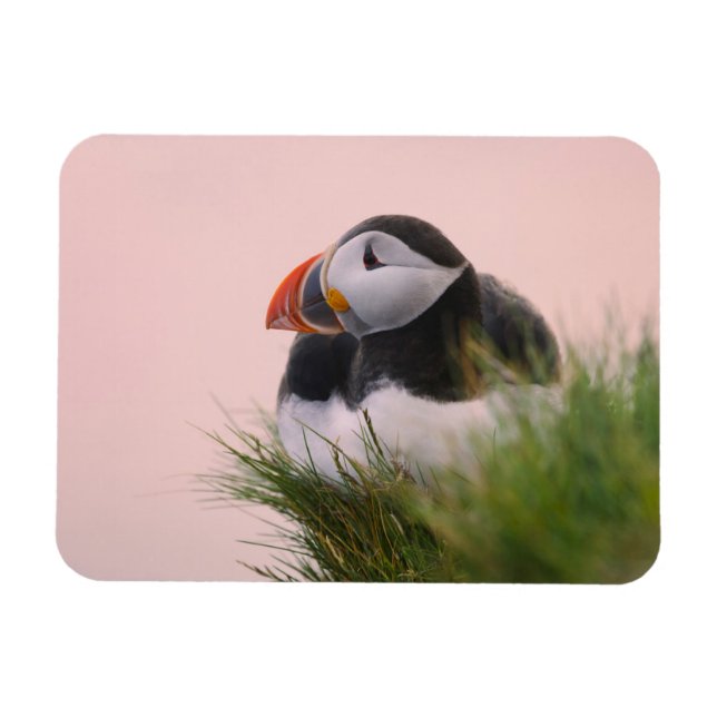 Imán Frailecillo atlántico (Fratercula arctica) (Horizontal)